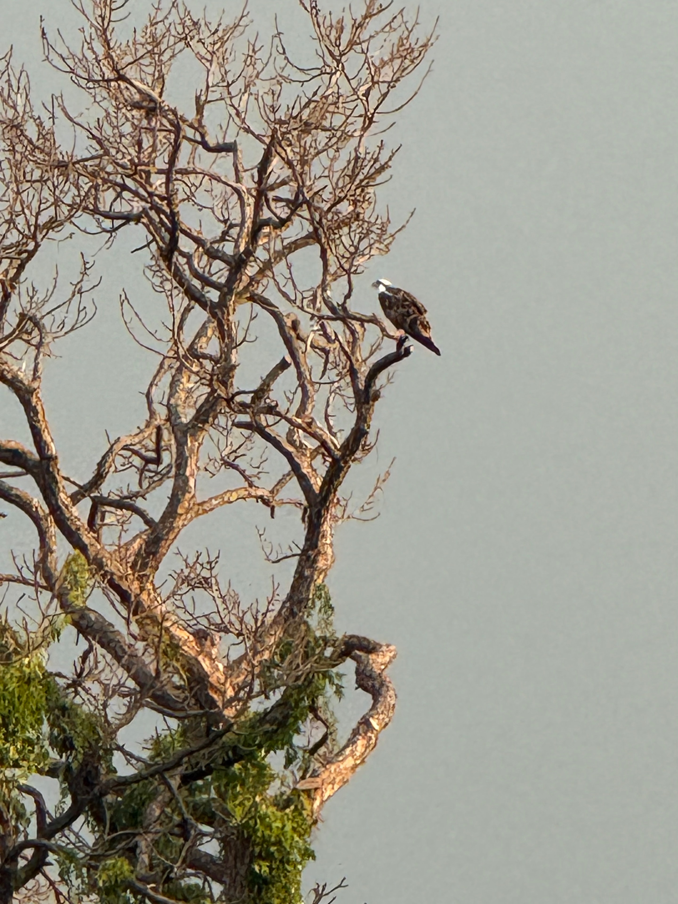 Bald eagle perched on a branch near Hernando Beach